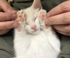 猫写真