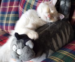 猫写真