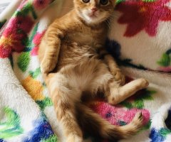 ネコ写真