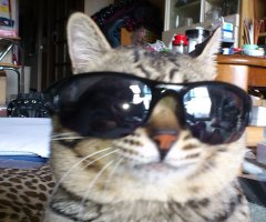 ネコ写真