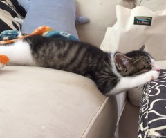 猫写真