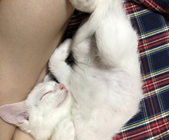 猫写真