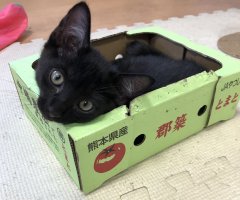 ネコ写真