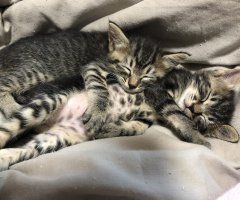 猫写真