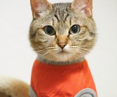 猫写真