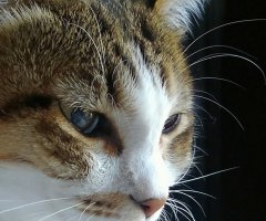 ネコ写真