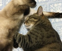 猫写真