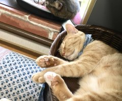 猫写真