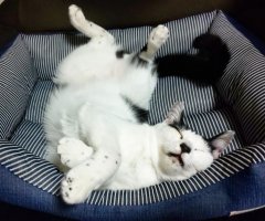 猫写真