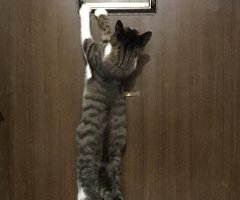 ネコ写真