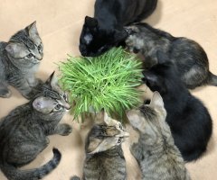 猫写真