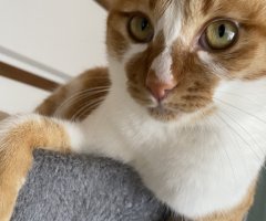 猫写真