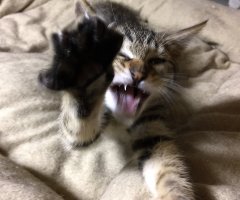 猫写真