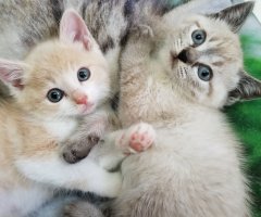 猫写真