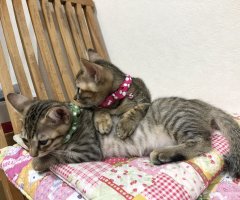 猫写真