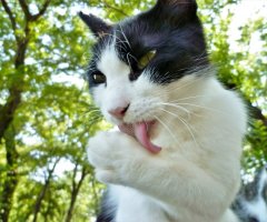 猫写真