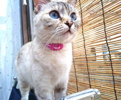 ネコ写真