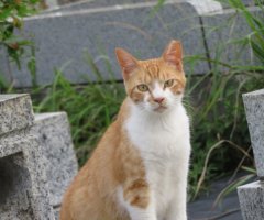 猫写真