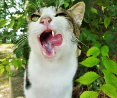 ネコ写真