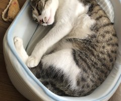 ネコ写真