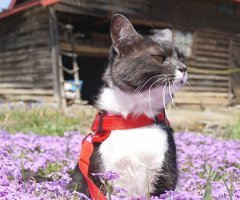 猫写真