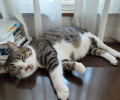 猫写真