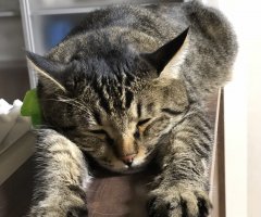 ネコ写真
