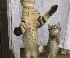 猫写真