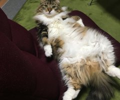 猫写真
