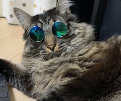 猫写真