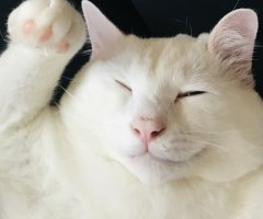 猫写真