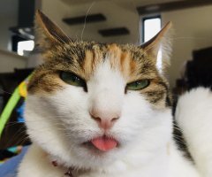 猫写真