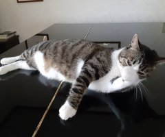 猫写真