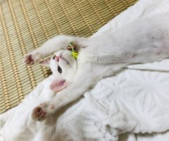 猫写真