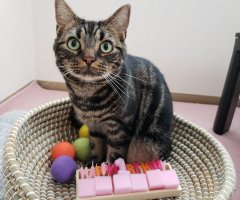 猫写真