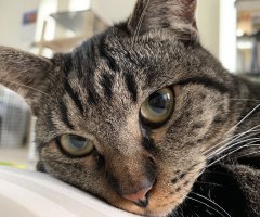 猫写真