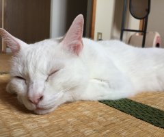 ネコ写真