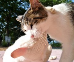 猫写真