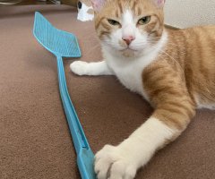 ネコ写真