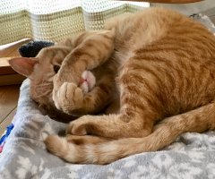 猫写真