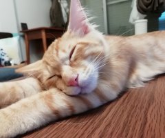 猫写真