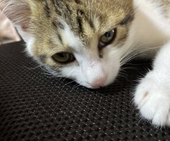 猫写真