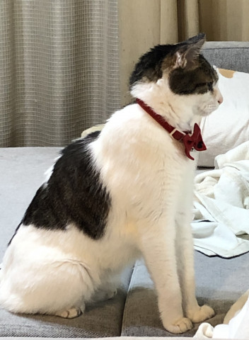 背筋ピーン かわいい猫写真 猫画像の投稿サイト ネコジルシ