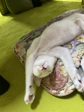 ヒャッホーイ かわいい猫写真 猫画像の投稿サイト ネコジルシ ヒャッホーイ かわいい猫写真 猫画像の投稿サイト ネコジルシ