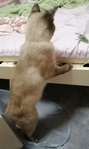 ムキムキにゃの かわいい猫写真 猫画像の投稿サイト ネコジルシ