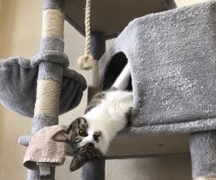 猫写真
