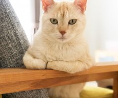 ネコ写真
