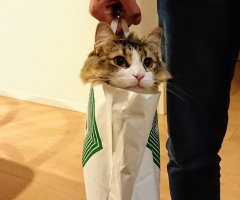 ネコ写真