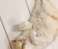 ネコ写真