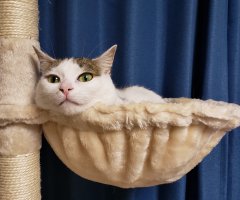 ネコ写真